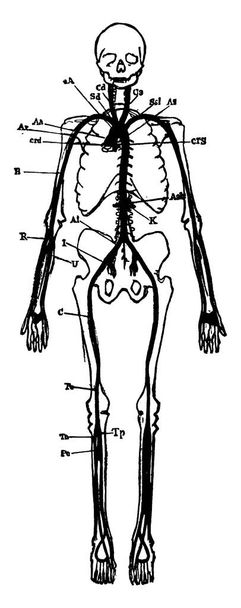 Uma representação típica das principais artérias do corpo humano, com suas partes marcadas., desenho de linha vintage ou ilustração gravura
. - Vetor, Imagem