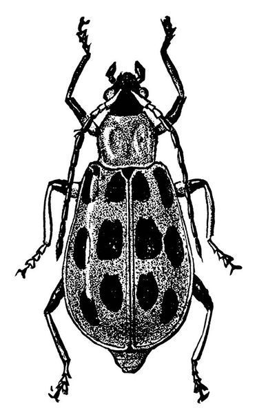 Diakritikus szúrás faj felnőtt rovar kárt okoz a kukorica szár, vintage vonal rajz vagy gravírozás illusztráció. - Vektor, kép
