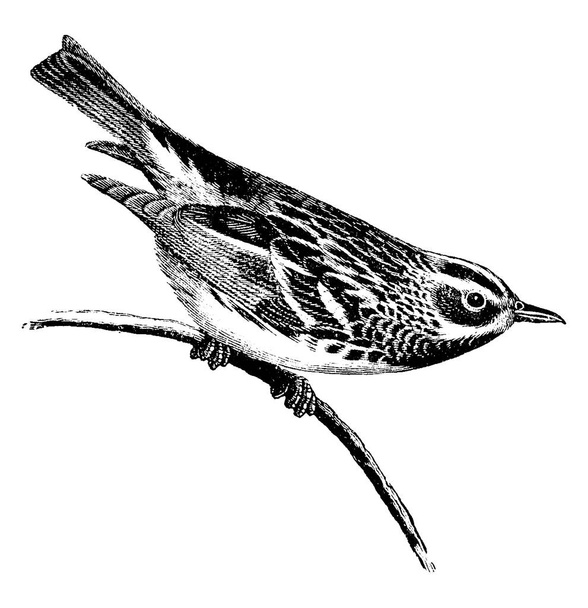 Black and White Warbler is a species of New World warbler, and the only member of its genus, Mniotilta, vintage line drawing or engraving illustration.  - Vector, Imagen