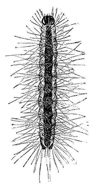 Fall web Worm Pupa, es una polilla de la familia Arctiidae conocida principalmente por su etapa larval, dibujo de líneas vintage o ilustración de grabado.. - Vector, Imagen
