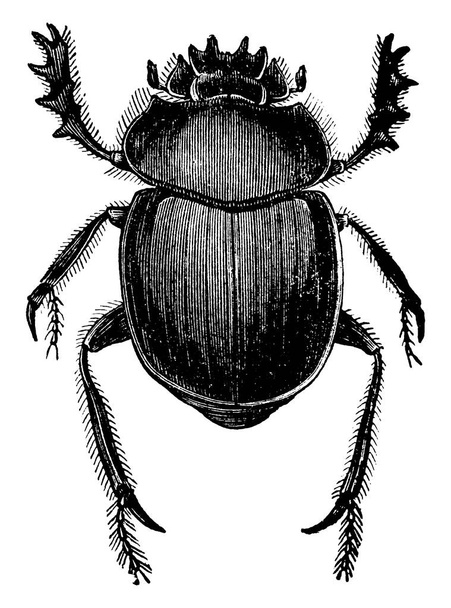 Eine typische Darstellung des Mistkäfers, eines Insekts aus der Familie der Scarabaeidae. Dieses Insekt war den Ägyptern eine heilige Ikone, Vintage-Linienzeichnung oder Gravierillustration. - Vektor, Bild