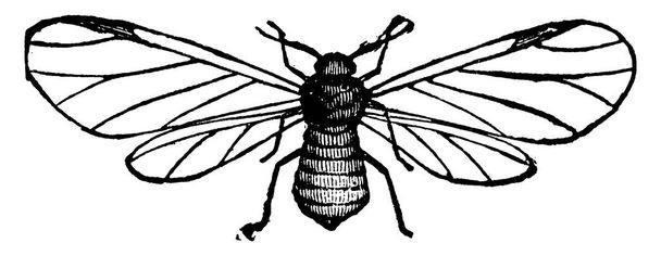 Image of a wooly apple -louse ( Schizoneura lanigera), a winged adult., vintage line drawing or engraving illustration. - Vector, Image