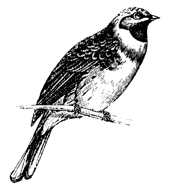 It has a thick seed-eater's bill and looks like a small yellow hammer, build their nest on the ground and lay four to five eggs, vintage line drawing or engraving illustration. - Vector, Image