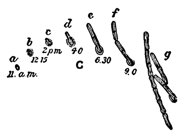 Typowa reprezentacja różnych faz kiełkowania zarodników Bacillus ramosus, jak zaobserwowano w wiszących kropel pod dużą mocą, vintage rysunek linii lub grawerowanie ilustracji. - Wektor, obraz