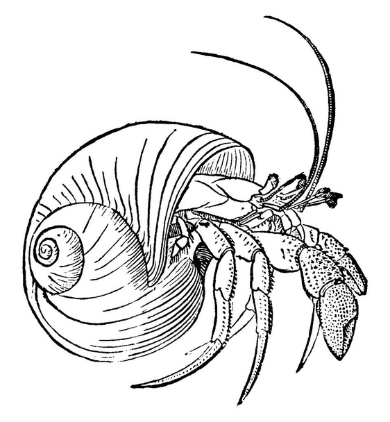 Heremietkreeften (Paguridae en Coenobitidae) zijn schaaldieren uit de familie van de decapodekreeftachtigen (Paguridae).. - Vector, afbeelding