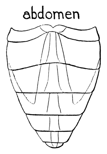 Paardenvlieg ("Paardenvlieg") is een vogel uit de familie Paardenvliegen (Tabanus). Deze figuur representeert de buik van de paardenvlieg, vintage lijntekening of graveerillustratie. - Vector, afbeelding