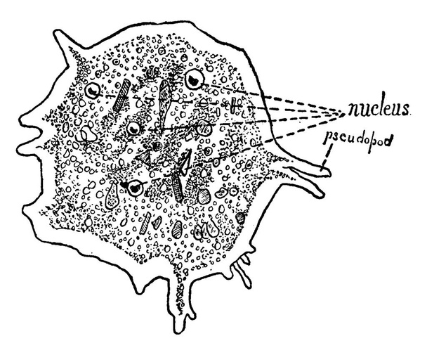 Amoeba on yksisoluinen organismi, jolla on kyky muuttaa kehon muotoja, vintage-piirros tai kaiverrus kuva. - Vektori, kuva
