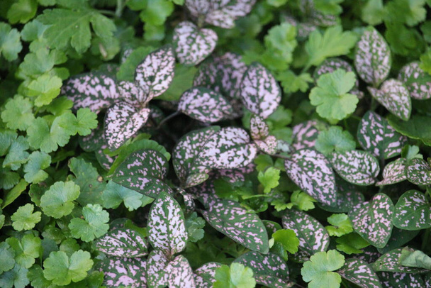 Hipopestler phylostachya genellikle ev bitkisi olarak kullanılan süs bitkisi olarak yetiştirilir. - Fotoğraf, Görsel