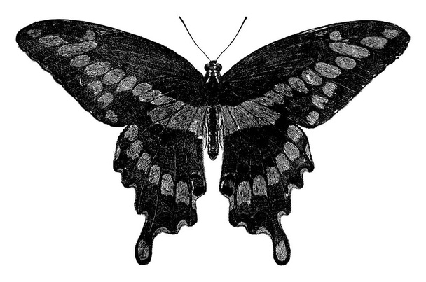 La mariposa gigante, especie Papilio cresphontes, tiene un aspecto llamativo con un palmo anterior y se sugiere que son las mariposas más grandes, dibujo de línea vintage o ilustración de grabado. - Vector, Imagen