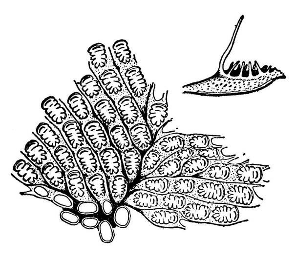 La figure montre un invertébré aquatique sédentaire du phylum Bryozoa, qui comprend les animaux de mousse, un dessin linéaire vintage ou une illustration de gravure.. - Vecteur, image