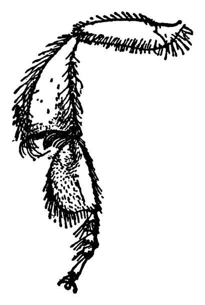 Representação típica da pata traseira de Melipona, grupo peculiar de espinhos no ápice da tíbia, inteiramente coberta pelo cabelo, desenho da linha vintage ou ilustração da gravura
. - Vetor, Imagem