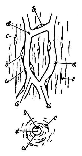 Typické znázornění průřezu kapiláry shora, s jeho částmi označenými jako stěna kapiláry, jádra, kanál kapiláry, atd., vinobraní čáry kreslení nebo rytí ilustrace. - Vektor, obrázek
