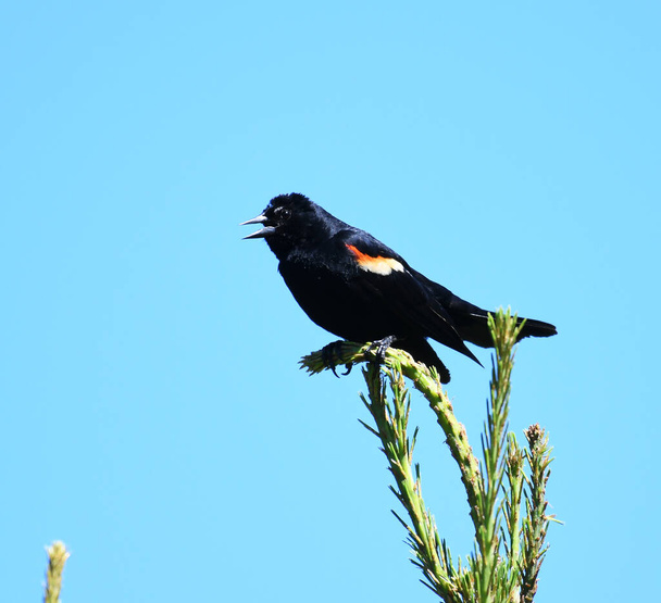 vörös szárny feketerigó a fenyőágon - Fotó, kép