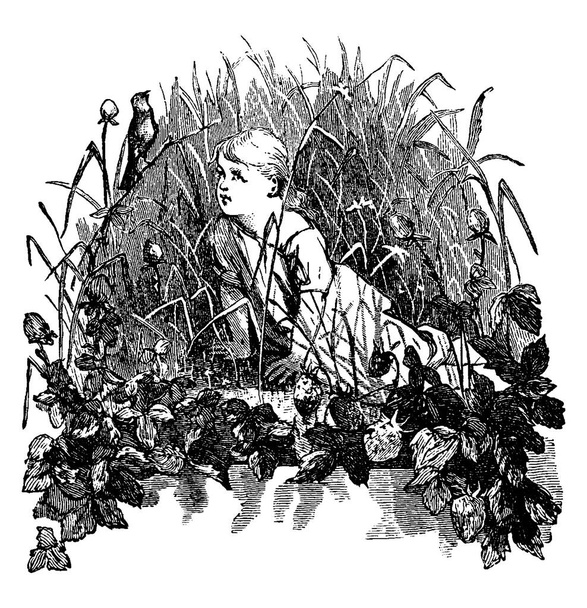 Bambino seduto su un terreno paludoso circondato da alta pianta a foglie sottili, guardando Bird. , disegno a linee vintage o incisione illustrazione.  - Vettoriali, immagini