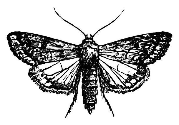 Моль вида Heliothis armiger, который имеет темные передние крылья и диагональные полосы в задних крыльях, рисунок винтажной линии или гравировка иллюстрации. - Вектор,изображение