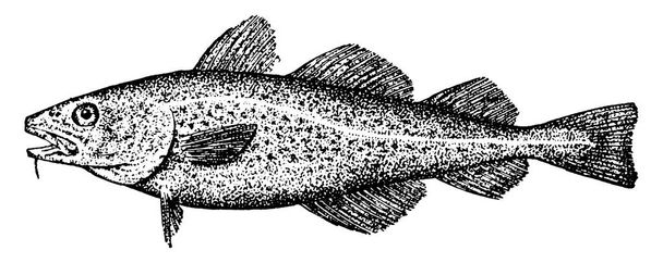 Il merluzzo bianco è un pesce benthopelagic della famiglia Gadidae, linea vintage disegno o incisione illustrazione. - Vettoriali, immagini
