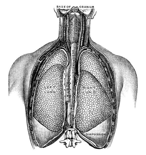 肺の相対的な位置,心臓,および後者に属する偉大な船のいくつか,部品と, A,左の一般的な頸動脈; B,外部の頸動脈;その他,ヴィンテージライン図面やイラストを彫刻. - ベクター画像