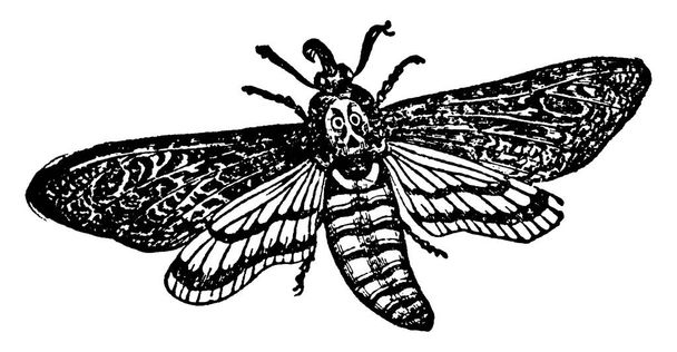 Європейська Acherontia Atropos, двостулковий метелик з мітками на грудях, що нагадують голову черепа або смерть, звідси і назва. Він літає за заходом сонця і нападає на вулики, розкидає бджіл, малює візерунки або малює гравюри.. - Вектор, зображення