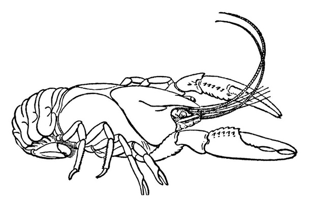 Раки, пресноводные ракообразные, напоминающие мелких омаров, с которыми они, вероятно, тесно связаны, рисуют винтажные линии или гравируют иллюстрации. - Вектор,изображение