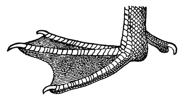 The foot of a duck, toes connected by webs and has sharp claws, vintage line drawing or engraving illustration. - Wektor, obraz