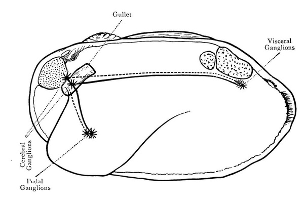 Устрица - морское существо с раковиной в двух частях, которая может плотно сближаться, называемая раковиной Устрицы. Эта фигура представляет собой нервную систему Устрицы, рисунок винтажных линий или гравировка иллюстрации. - Вектор,изображение