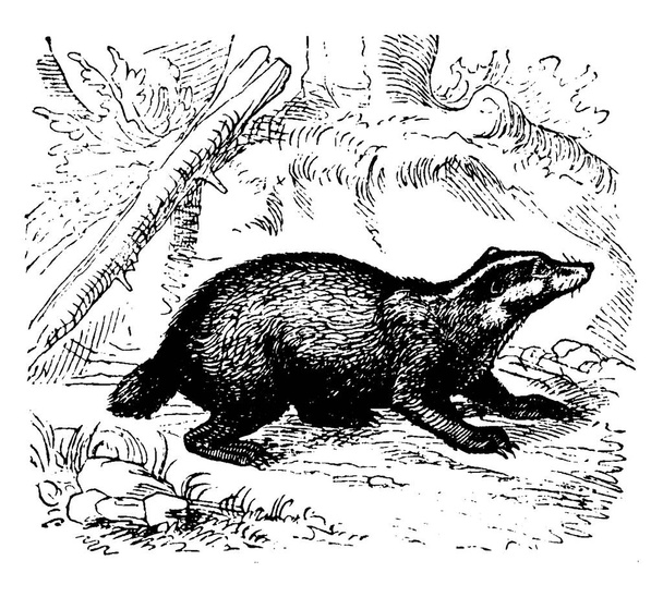 The badger belongs to the weasel family, vintage line drawing or engraving illustration. - Vector, Image