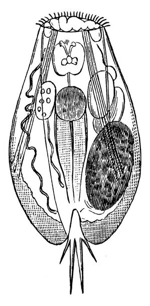 Schematische Darstellung von Rotifer, Rotifer ist ein winziges mehrzelliges Wassertier des Stammbaums Rotifera, Vintage-Linienzeichnung oder Gravierillustration. - Vektor, Bild