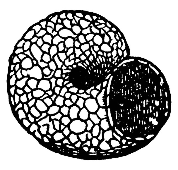 Image showing case or caddice made by the larvae of Trichoptera., vintage line drawing or engraving illustration. - Vetor, Imagem