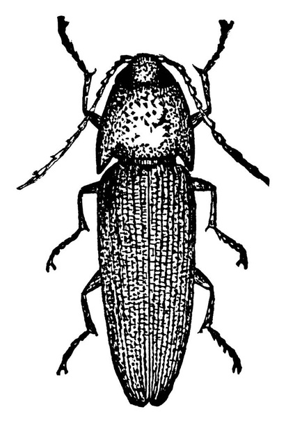 Click beetles make their way into homes very easily, vintage line drawing or engraving illustration. - Vector, Image