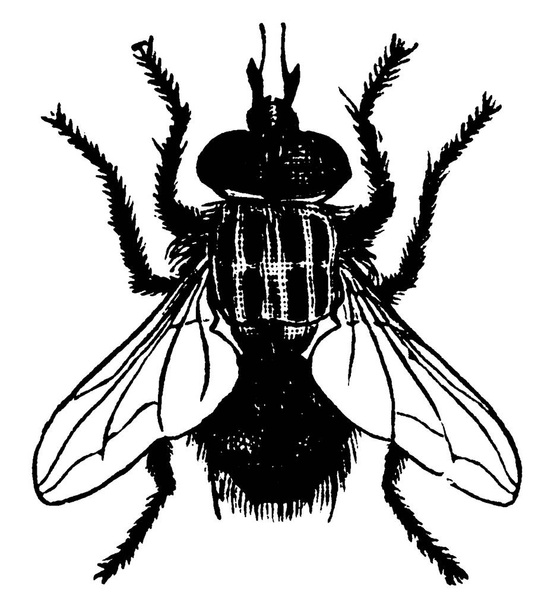 Adulto de especies de Nemorea leucaniae, taquiínido en lombrices cortadas con rayas más oscuras en el tórax y puntos cuadrados claros en su abdomen, dibujo de línea vintage o ilustración de grabado. - Vector, imagen