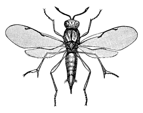 Kaavio liitu ampiainen on pieni ja minuutti metallinen värinen loinen ampiainen suuri ryhmä, jonka jäsenet munivat munia muiden hyönteisten muniin, vuosikerta linja piirustus tai kaiverrus kuva. - Vektori, kuva
