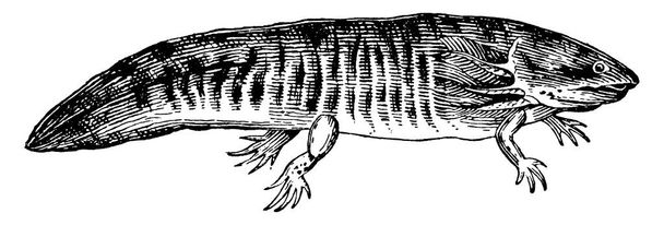 Axolotl, coloquialmente conocido como un pez caminante, es un anfibio con la cabeza ancha y sin tapas en los ojos, branquias externas y una aleta caudal que se extiende desde detrás de la cabeza hasta el respiradero, dibujo de línea vintage o ilustración de grabado. - Vector, imagen