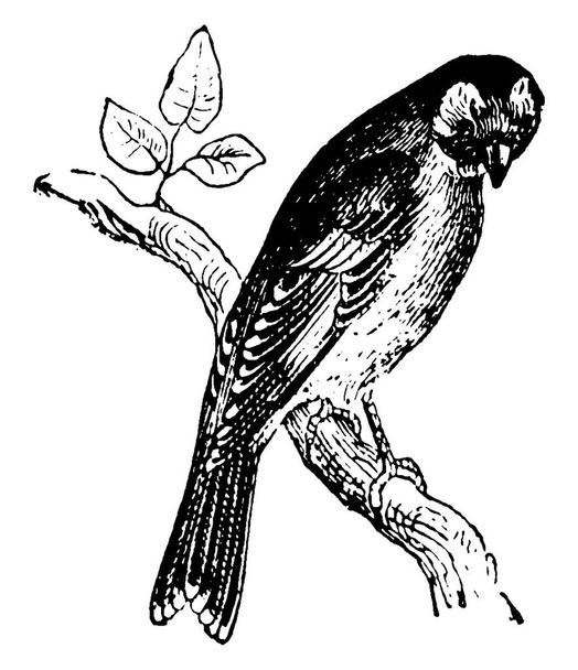 Finch jest członkiem rodziny Fringillidae, vintage rysunek linii lub grawerowanie ilustracji. - Wektor, obraz