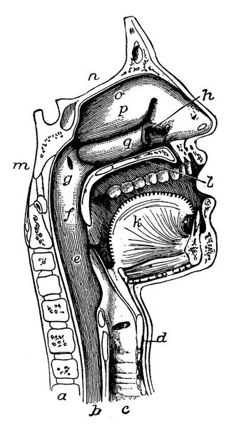 Une représentation typique montrant la bouche, le nez et le pharynx, avec le début de l'œillet et du larynx, tel qu'exposé par une section, un peu à gauche du plan médian de la tête, dessin de ligne vintage ou illustration de gravure. - Vecteur, image