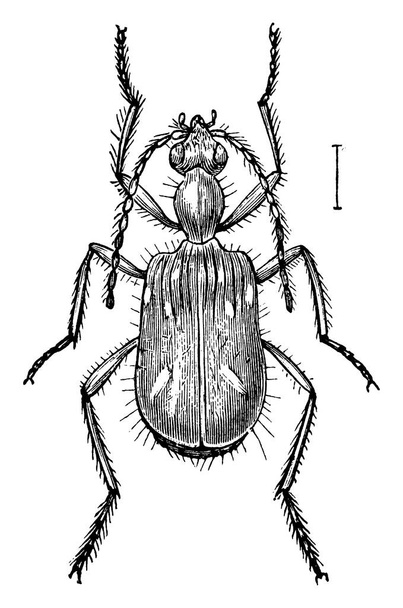A Carabidae családba tartozó rovarfaj őrölt bogarak, szüreti vonal rajz vagy gravírozás illusztráció. - Vektor, kép