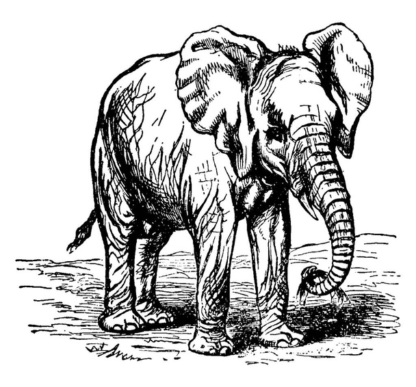 Ein großer Elefant mit großen Ohren, säulenartigen Beinen, hat sich mit Hilfe seines Stoßzahns, der ursprünglich aus Afrika stammt, einige Gräser gegriffen.. - Vektor, Bild