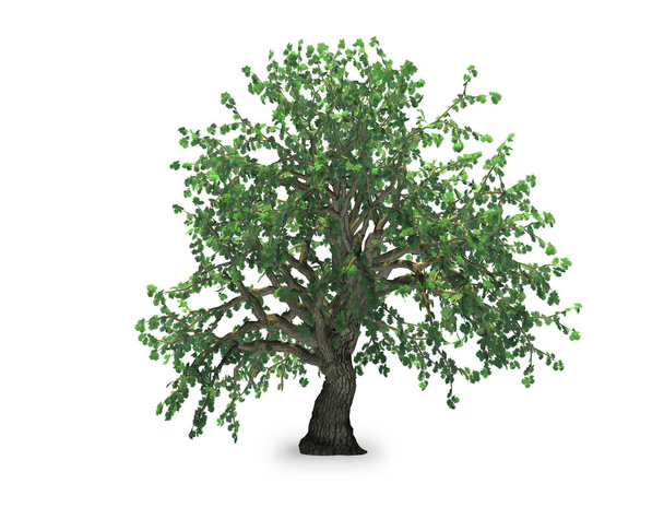 Strom izolovaný na bílém pozadí 3D vykreslování - Fotografie, Obrázek