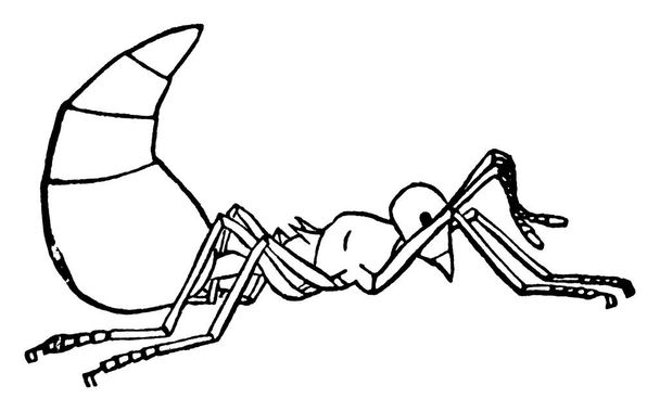 Mały pracownik gatunku Cremastogaster lineolata, z antenami, segmentacją korpusu i tylną częścią wygląda bliżej do trójkąta podniesionego w górę, vintage rysunek linii lub rysunek grawerowania. - Wektor, obraz