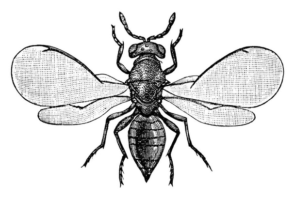 Hmyz z Chalcidoidea čeledi Chalcid vos, vinobraní linie kreslení nebo rytí ilustrace. - Vektor, obrázek