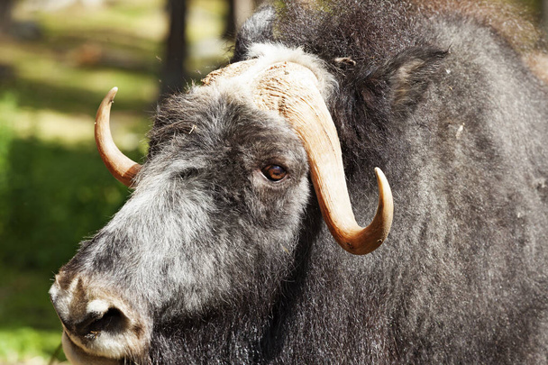 zvědavý pižmový býk s rohy - Fotografie, Obrázek