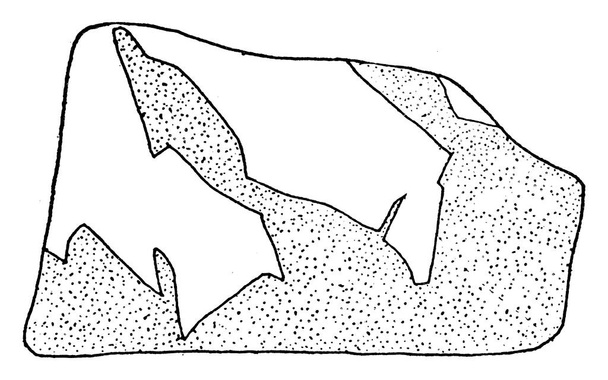 Kireç taşı parçası, sert bir tortul kayadır, ağırlıklı olarak kalsiyum karbonat, klasik çizgi çizimi veya oyma çiziminden oluşur.. - Vektör, Görsel