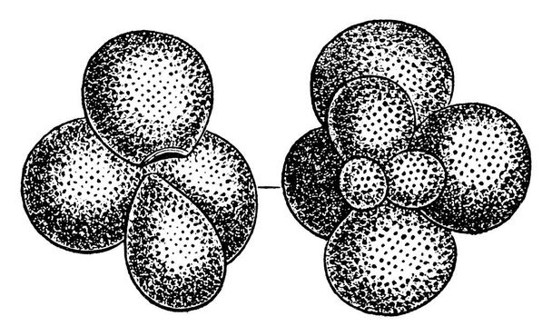 этот рисунок показывает планктонный морской протозоан с известковой скорлупой под названием Globigerina, рисунок винтажной линии или гравировка иллюстрации. - Вектор,изображение