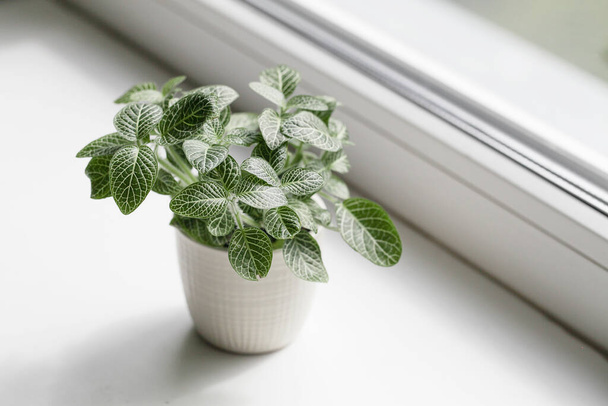 Sukkulente Pflanze im Topf am Fenster mit natürlichem Licht. Kreativer Hintergrund. Selektiver Fokus - Foto, Bild