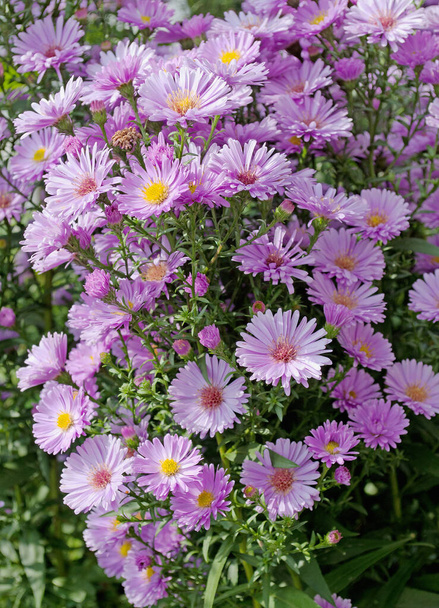 Blühende lila Herbst-Astern - Foto, Bild