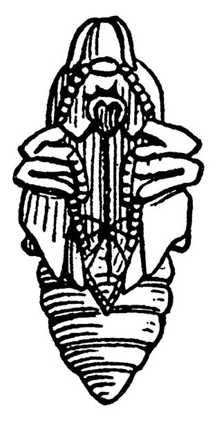 La pupa de barrenador de cabeza plana con marcas moteadas muy oscuras en su cuerpo, cónico hacia el final, dibujo de línea vintage o ilustración de grabado. - Vector, imagen
