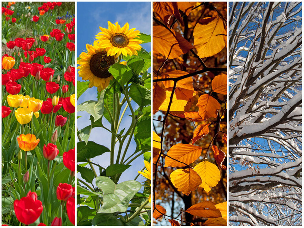 Vier seizoenen in een collage - Foto, afbeelding