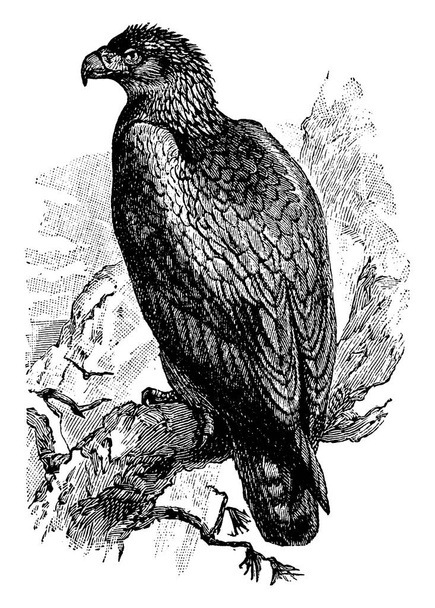 Ein großer Greifvogel aus der Familie der Accipitridae-Falken, Adler und Milane, Vintage-Linienzeichnung oder Gravierillustration. - Vektor, Bild