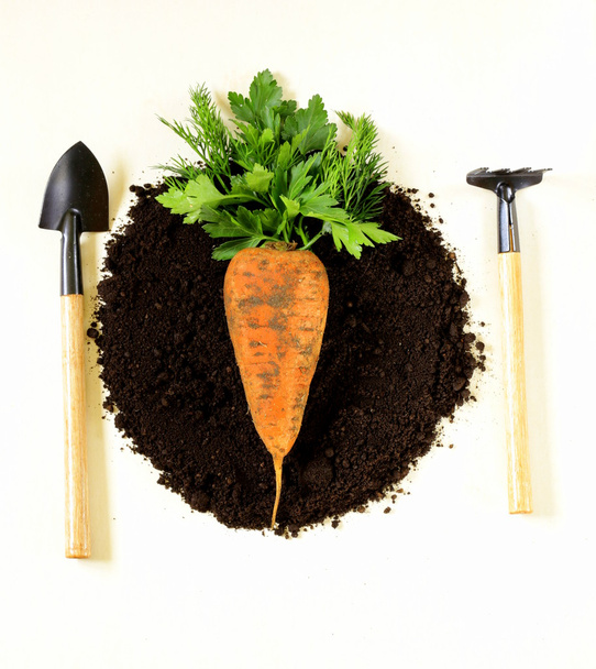 Concept of natural and organic foods - carrots and greens on the ground - Photo, Image