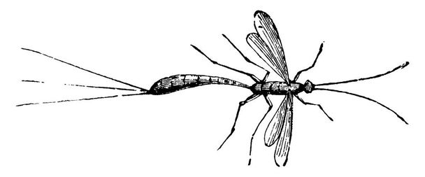 Ichneumon Fly on hyönteinen, jolla on lieriömäinen runko, suonensisäiset siivet, antennit, joissa on nivelet, vintage-viivapiirustus tai kaiverrus kuva. - Vektori, kuva