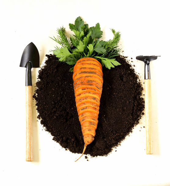 Konzept natürlicher und biologischer Lebensmittel - Karotten und Gemüse auf dem Boden - Foto, Bild
